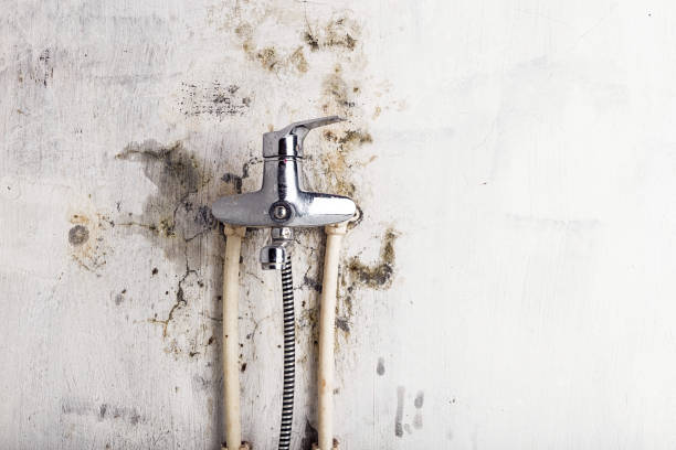 Mold Removal and Inspection in City View, SC