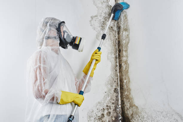 Best Mold Removal Specialists  in City View, SC