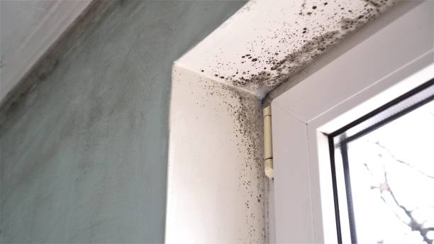Best Commercial Mold Removal  in City View, SC