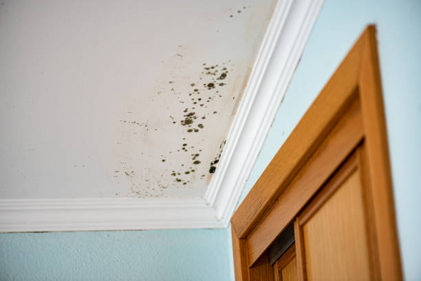 Best Mold Damage Repair  in City View, SC