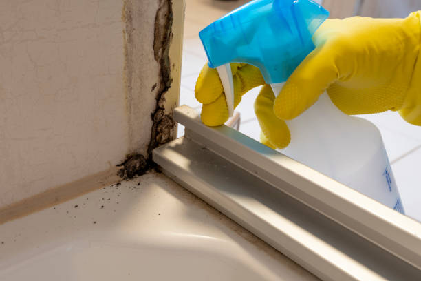 Best Fast Mold Removal  in City View, SC