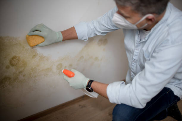 Best Residential Mold Removal  in City View, SC