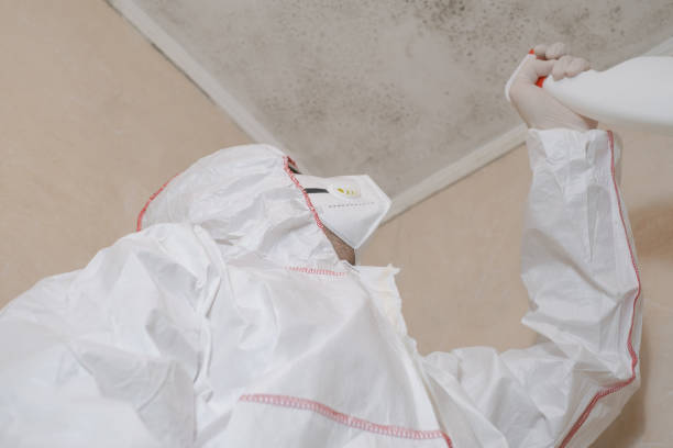 Best Best Mold Removal Companies  in City View, SC