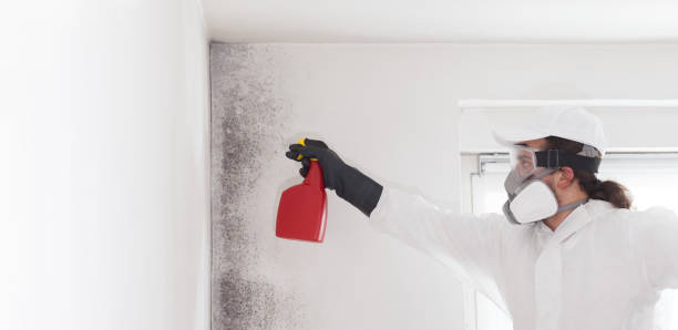 Office Mold Removal Services in City View, SC