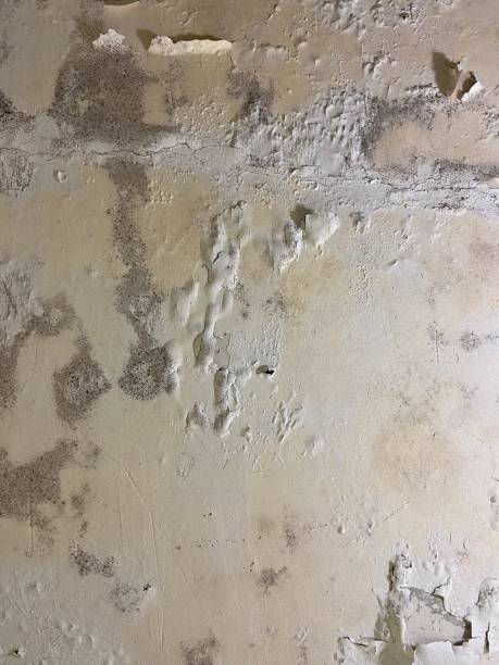 Best Office Mold Removal Services  in City View, SC