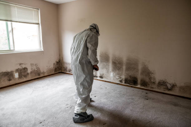 Best Mold Removal Company Near Me  in City View, SC