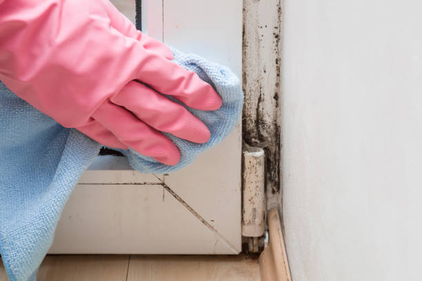 Best Attic Mold Removal  in City View, SC